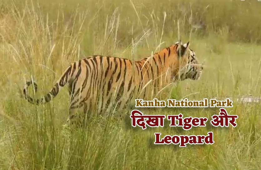 kanha_national_park_reopen_after_three_months_holidays_wild_life_loves_visited_tiger_leopard_and_other_wild_animals_in_the_park.jpg