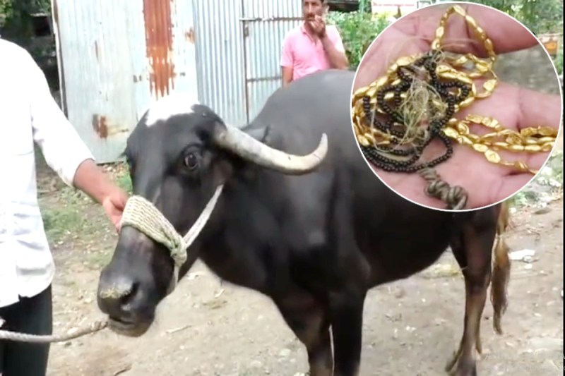 maharashtra_buffalo_gold.jpg