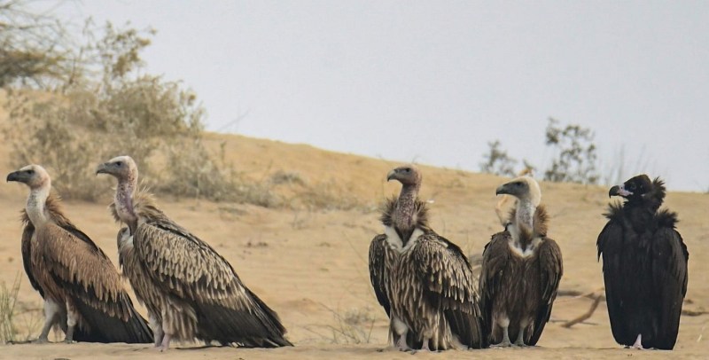 स्वच्छता के संदेश के साथ हिमालय से आते है गिद्ध, शीत ऋतु में करेंगे प्रवास