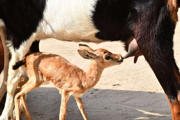 Goat feeding milk to deer calf
