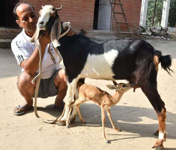 Goat feeding milk to deer calf