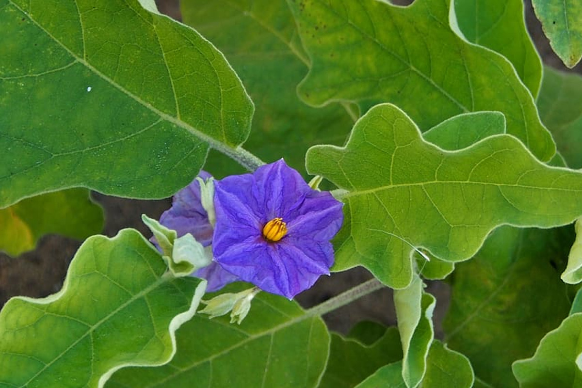 eggplant-leaves.jpg