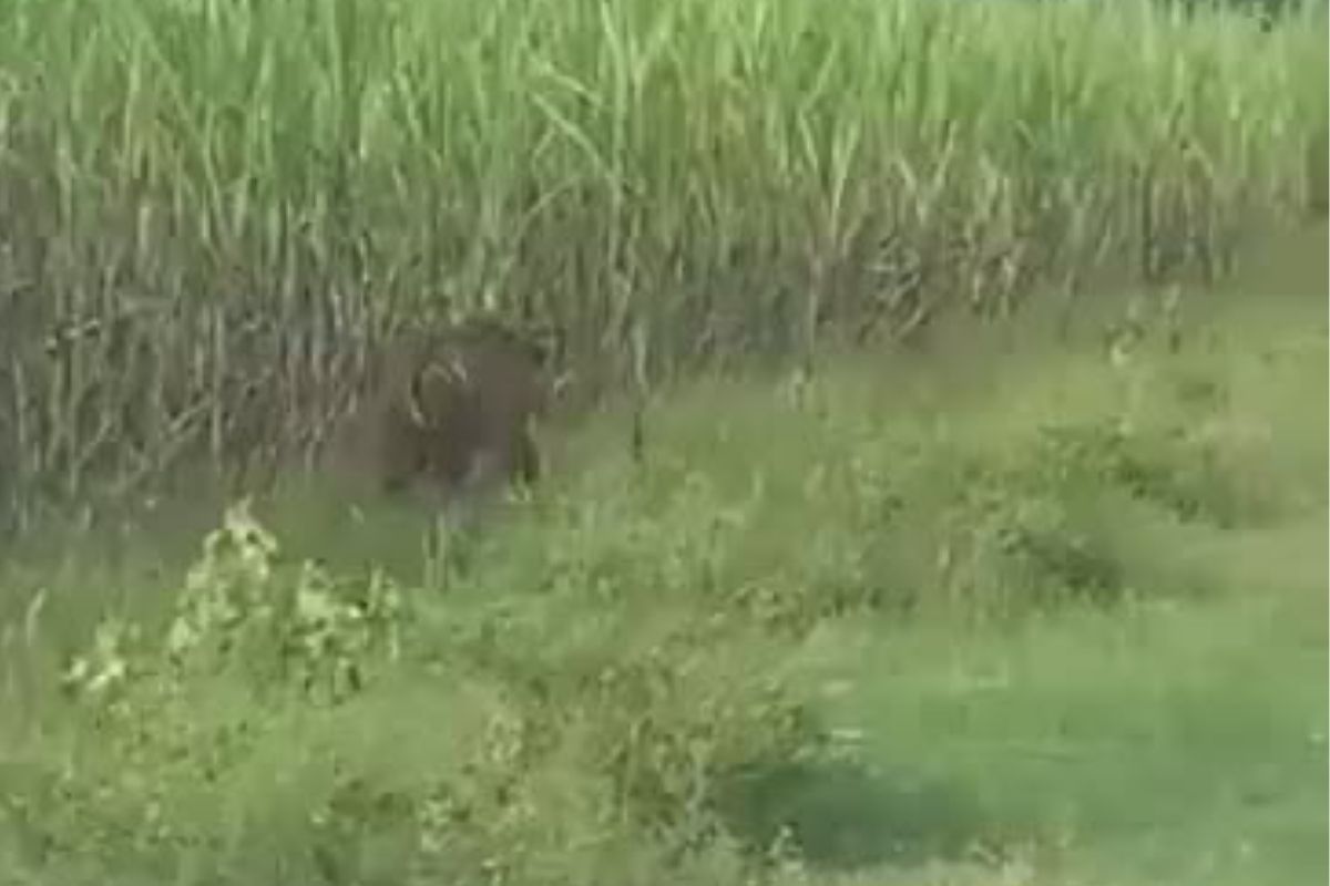 खेतों में अचानक पहुंच गया बाघ, किसानों में मची भगदड़, वीडियो वायरल