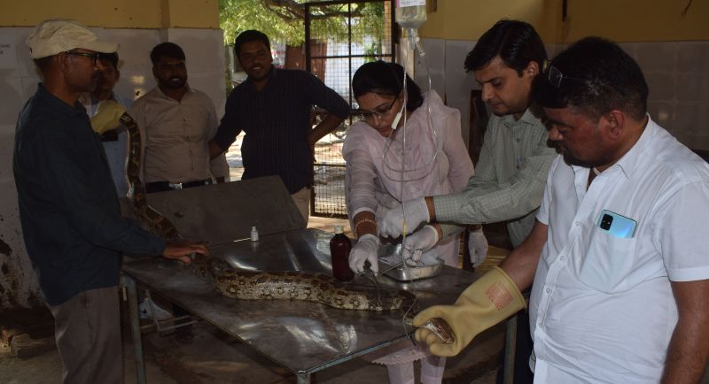 7 feet long python entangled in a net in the pond, forest workers rescued