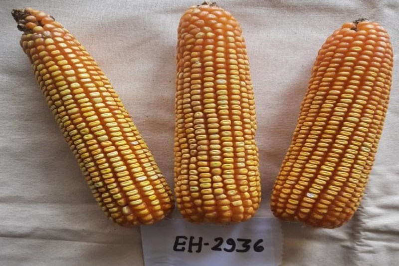 pratap_hybrid_maize.jpg