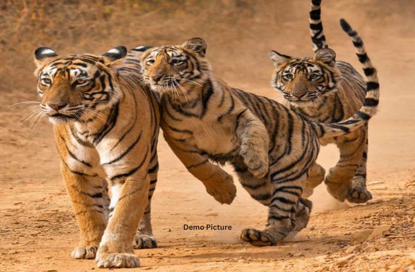 शिफ्टिंग: रणथम्भौर से रामगढ़ भेजी जा सकती है बाघिन