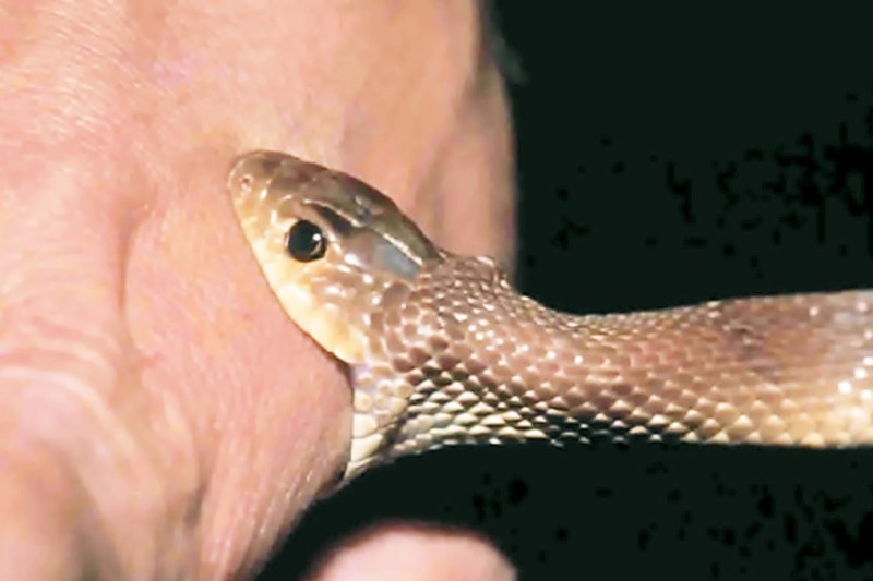 Snakebite