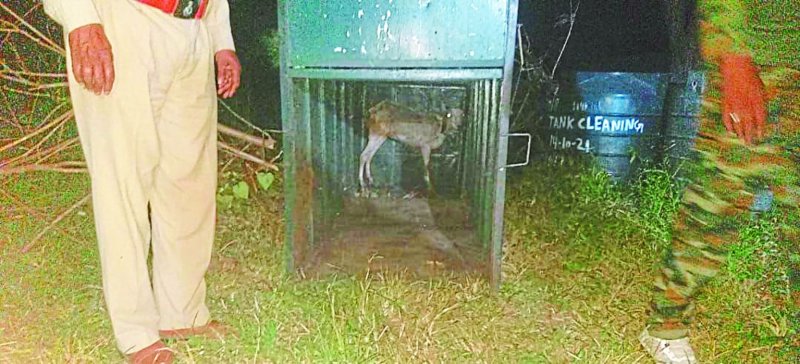 सर्चिंग के दौरान शाम को नजर आया तेंदुआ, ट्रैप कैमरे और ङ्क्षपजरा लगाया