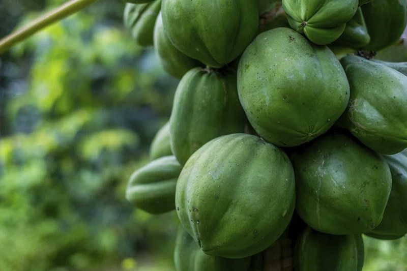 Raw Papaya For Women