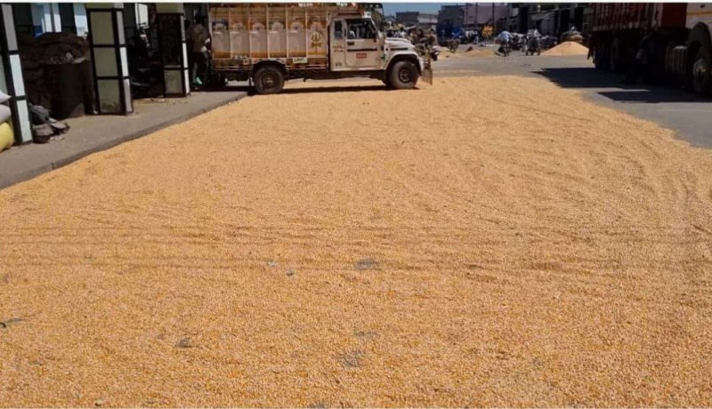 मक्के की ही बन गई सड़क