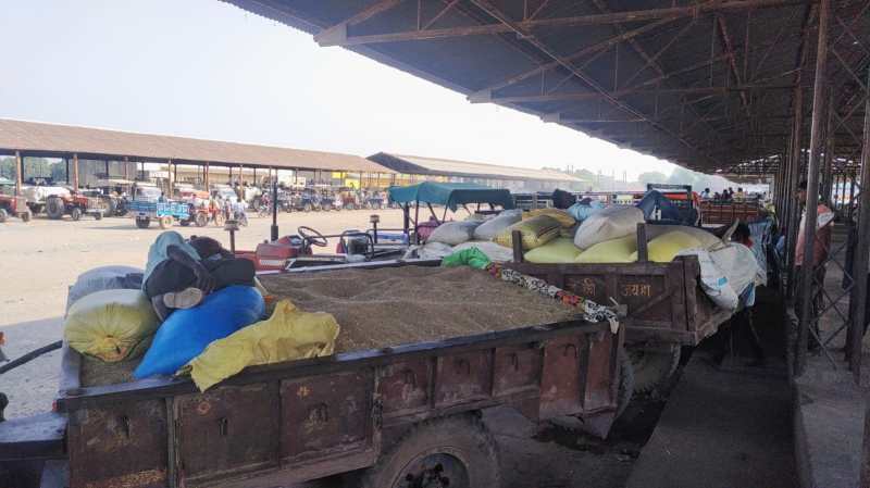 समर्थन मूल्य पर अभी तक शुरू नहीं हो सकी खरीद, बाजरा की बंपर आवक