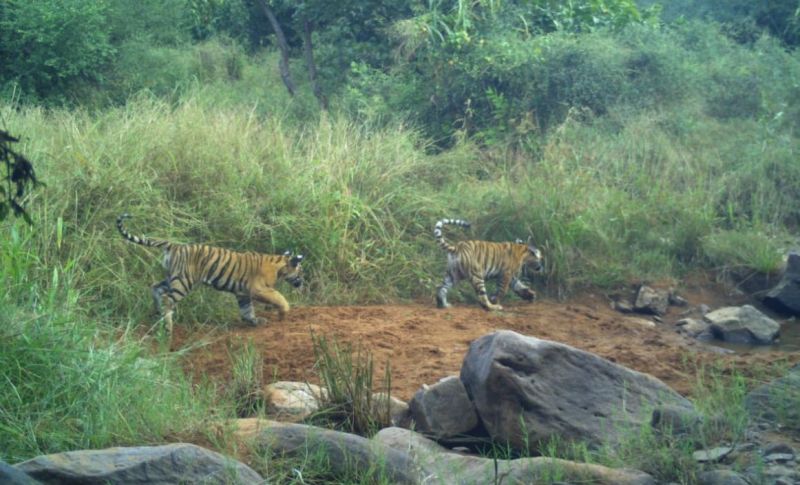 कैलादेवी अभयारण्य क्षेत्र से फिर आई यह खुशखबरी