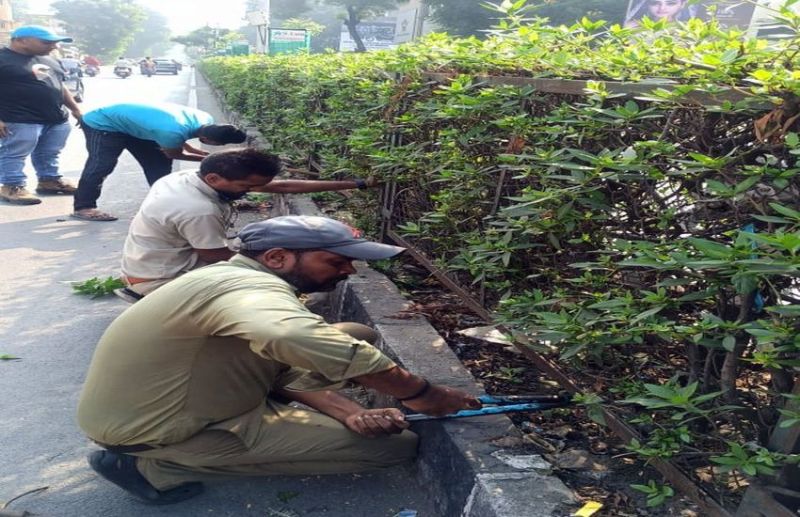 Surat/ स्वास्थ्य व पर्यावरण के प्रतिकूल कोनोकार्पस को हटा रहे शहर से
