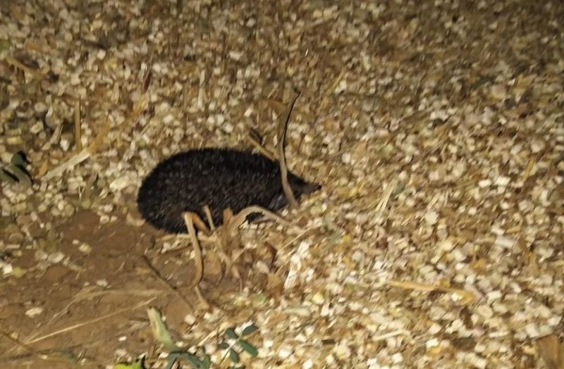 संरक्षण के अभाव में दम तोड़ रहे दुर्लभ प्राणी