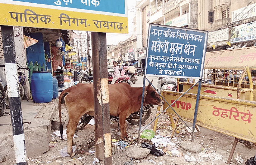 Stray cattle are causing accidents in the city Raigarh News