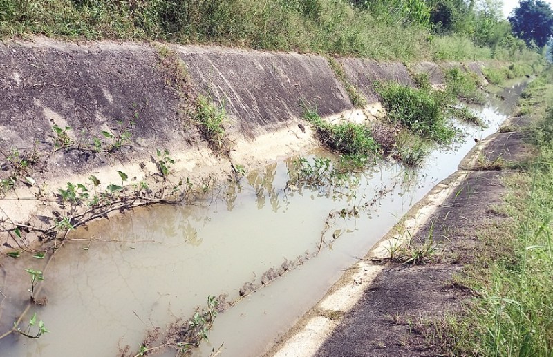 Water flow in canals of area has reduced, crops will be ruined Janjgir