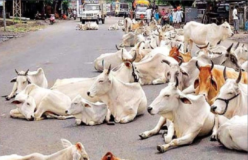 शहर के जागरूक युवाओं ने घायल मवेशियों के इलाज का उठाया बीड़ा