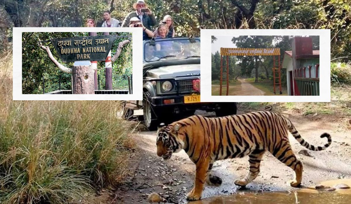 UP में इन जगहों पर देखें बाघ, Jungle Safari का है यह best time #shorts