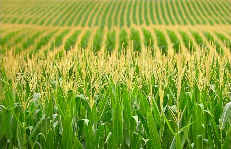 खरीफ की फसल कटने लगी, खाद, बीज और कीटनाशक के 36 सैंपल फेल, अभी भी 109 की नहीं आई रिपोर्ट