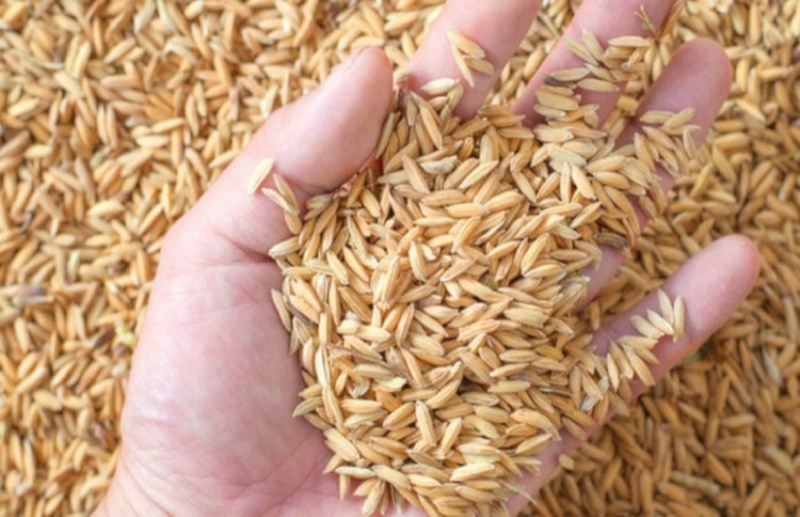 धान खरीदी के लिए संसाधन जुटाने सोसाइटियों को नहीं मिली राशि