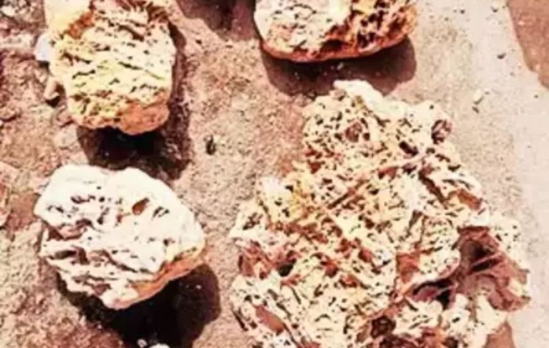 Indian geologist Ritesh Arya discovered fossils coral reef in himalyas
