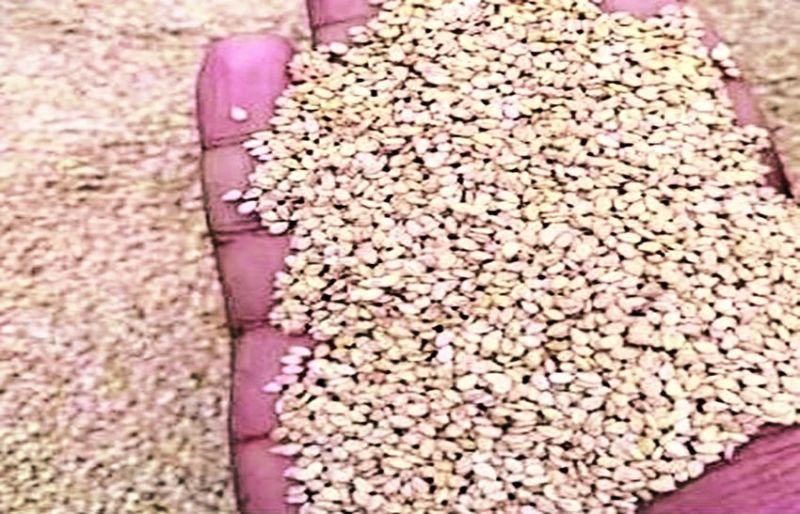 तिल्ली के भाव में इस बार तेजी का असर