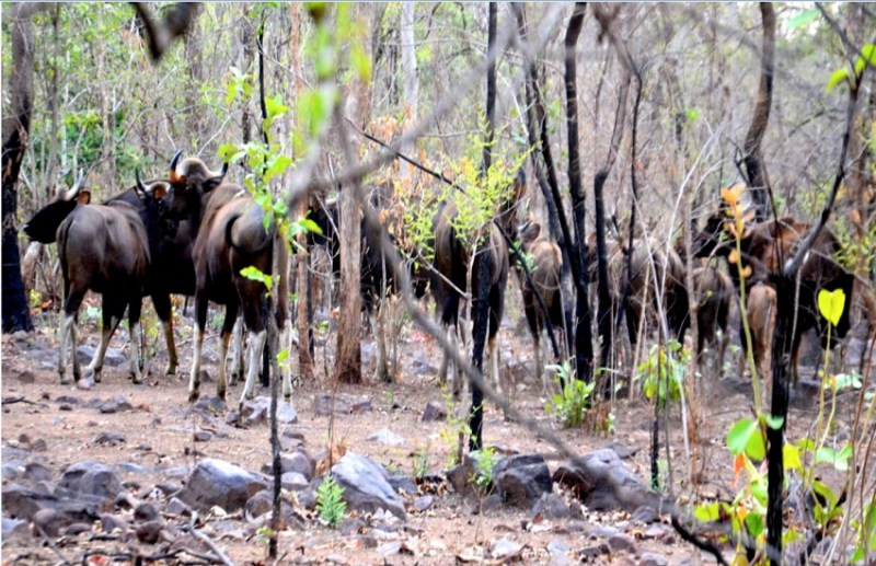 Gaur will be shifted after several investigation process Raipur