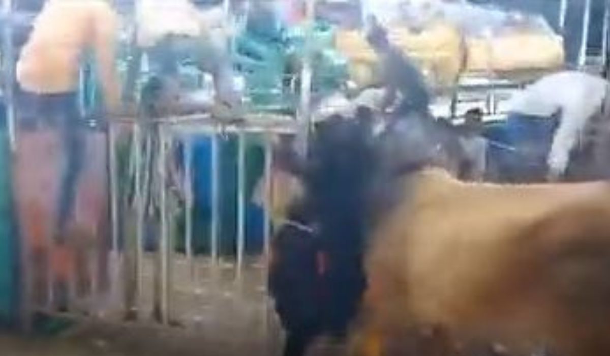 Vide: रामलीला में घुसा सांड, महिला को उठाकर पटका