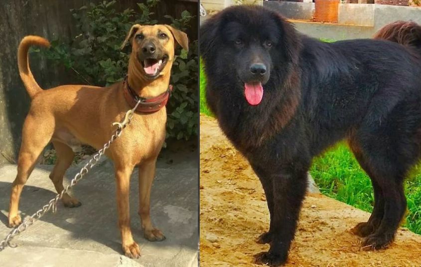 now indian breed dogs will be handled Police duty