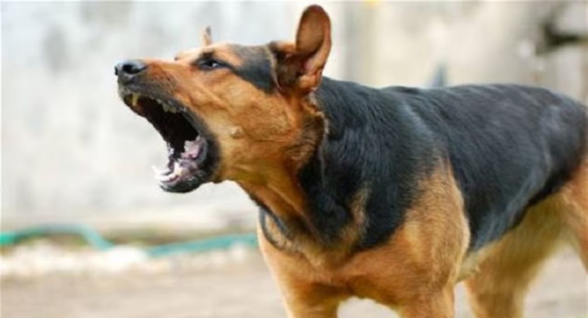 8 year old girl dies due to dog bite, mother keeps treating her at home