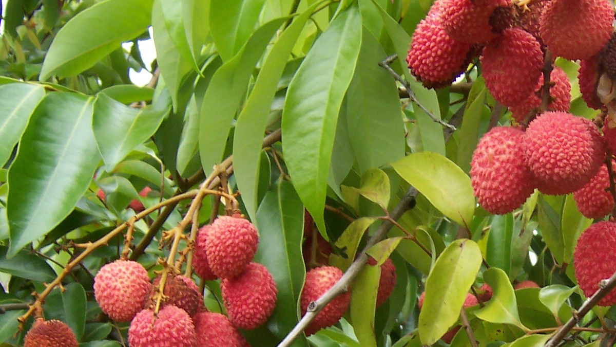 unheard-benefits-of-litchi-.jpg