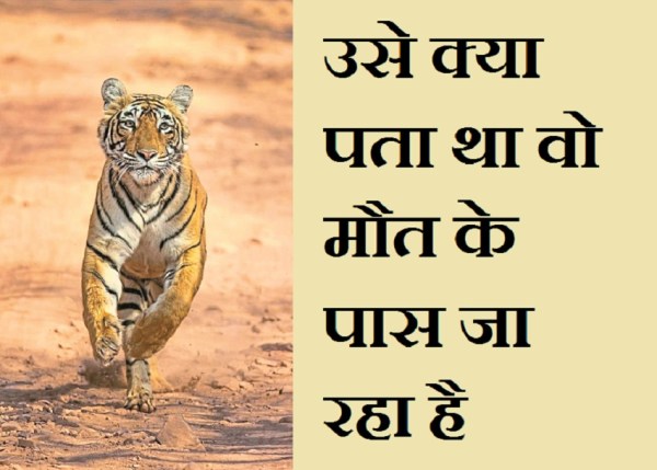 tiger.jpg