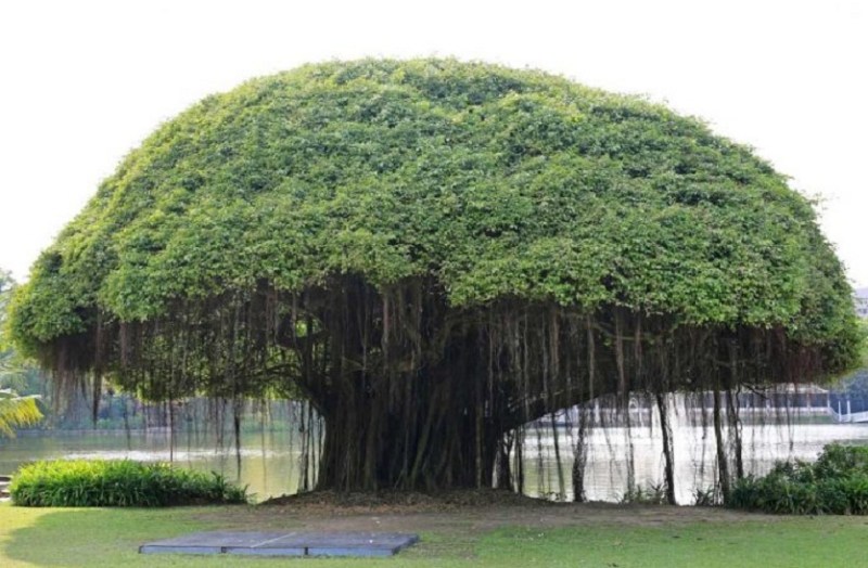 हरियाणा में अब इस योजना में पेड़ों को मिलेगी पेंशन