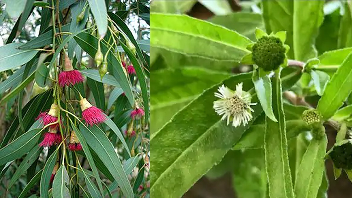 3 rare leaves that can control diabetes