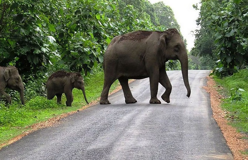 दल से अलग होकर भटक रहे हाथी से क्षेत्र में दहशत