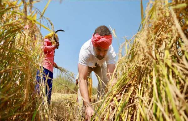 किसानों के साथ बातचीत की और धान कटाई के बारे में जानकारी ली