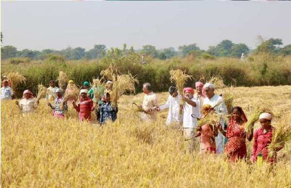 राहुल गांधी के साथ कांग्रेस के दिग्गज नेताओं ने भी धान कटाई की।