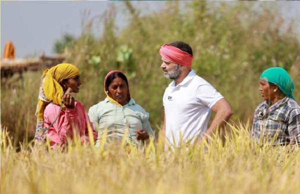 राहुल गांधी ने धान कटाई के बारे में किसानों से ली जानकारी