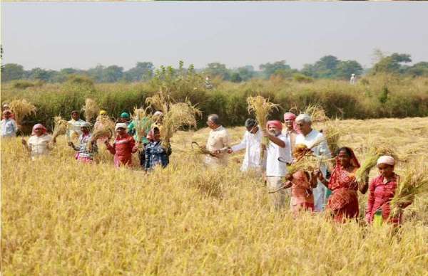 रायपुर के ग्राम कटिया में राहुल गांधी ने धान कटाई की।