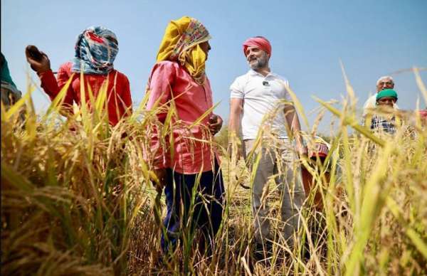 राहुल गांधी ने धान कटाई के दौरान किसानों से की बातचीत