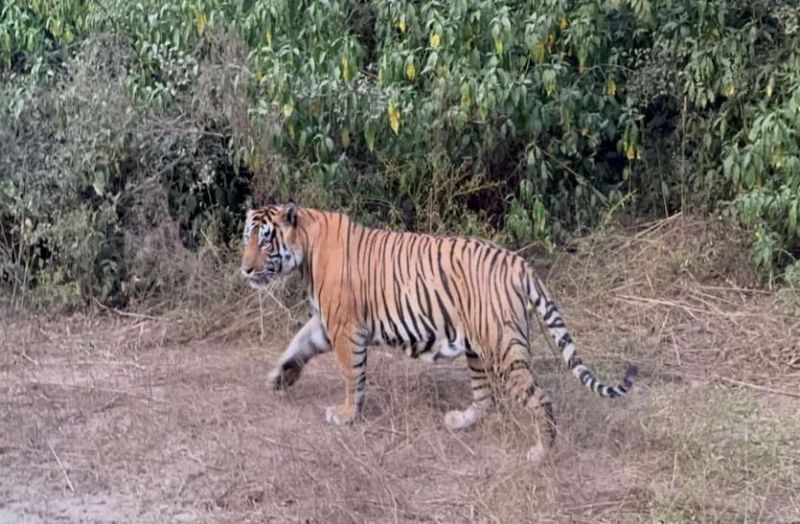 72 घंटे बाद भी पकड़ से बाहर बाघ