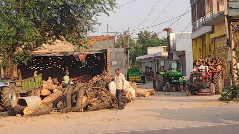 Sawing on trees, forest department's slowness is heavy on greenery