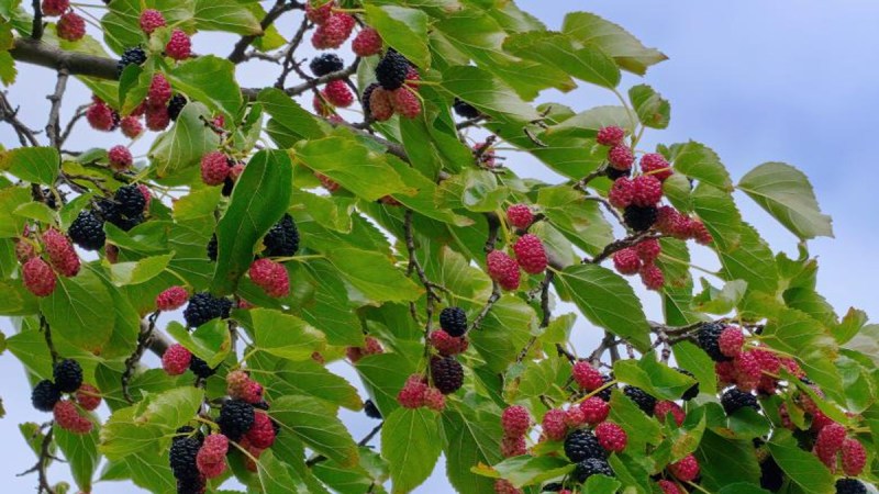 mulberry-leaves.jpg