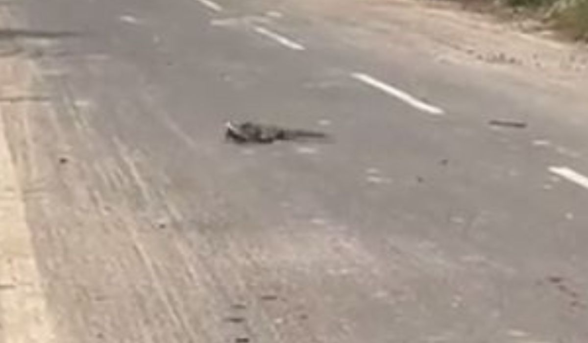 Video: हरदोई में बीच सड़क पर सांप और नेवले की जांग, सांप को झाड़ियों में खींच ले गया; देखें वीडियो
