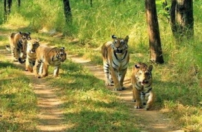 Dholpur Reserve