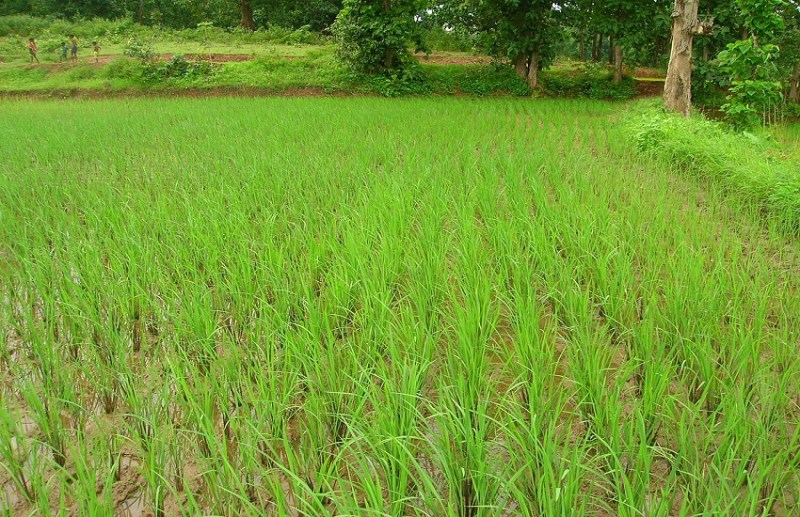 धान की फसल में ‘पेनिकल माइट’ कीट का कहर, दवाओं का भी नहीं हो रहा असर