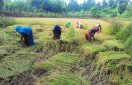 खेतों में लहलहाने लगा सोना: किसानों ने शुरू की कटाई, उपार्जन केंद्रों में धान खरीदी आज से