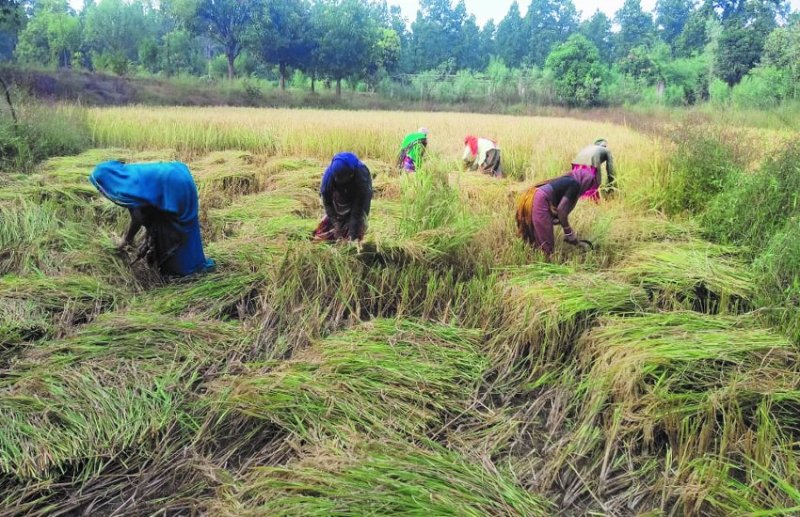 खेतों में लहलहाने लगा सोना: किसानों ने शुरू की कटाई, उपार्जन केंद्रों में धान खरीदी आज से