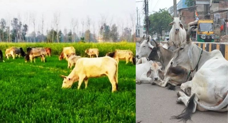 Yogi government will campaign for 2 months to catch stray animals