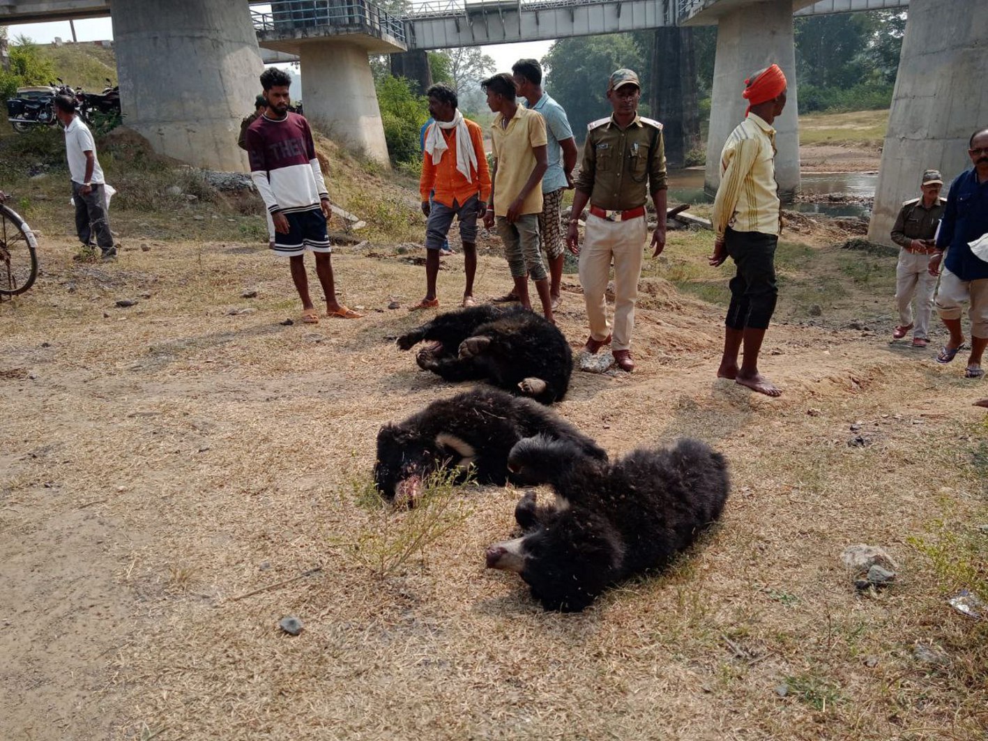 Video Story : मादा भालू व दो शावकों की ट्रेन की चपेट में आने से इुई मौत